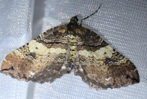 Earophila badiata